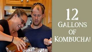 Brewing Kombucha | Large Family Style