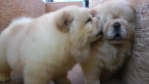 7 Puppy Breeds That Look Like Teddy Bears