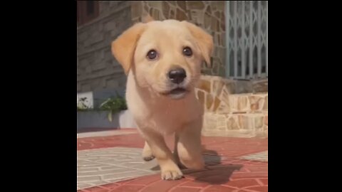 Baby Dog - Cute and Funny Puppy Slow Motion - DAILY 🐶 ANIMALS 😻