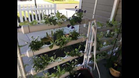 Growing Lettuces, Spinach, Herbs & Flowers on Hydroponic Rack