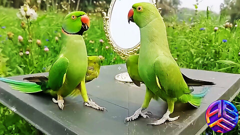 Parrot Talking