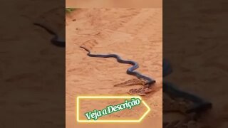 COBRA COMENDO COBRA #shorts #planetaanimalshorts #animals