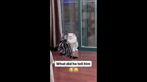 fucken instigator cat