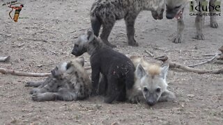 Watching Hyenas Again! Part 3