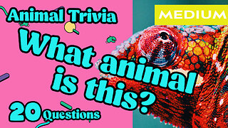 Animal Lovers Can't Get Enough of this Quiz! / LEVEL: MEDIUM ANIMAL QUIZ