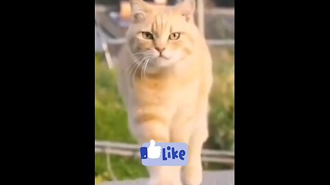 cute_beautiful_kitten_cats_and_dog_so_funni_kids_video_🐯🙈😱😱