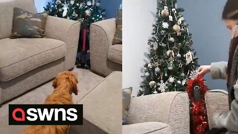Dog owner finds ingenious way to keep puppy away from Christmas tree