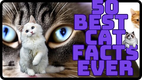 Discover 50 Unusual Cat Facts: Fascinating Insights into Feline Behavior, Cat History, and More!"