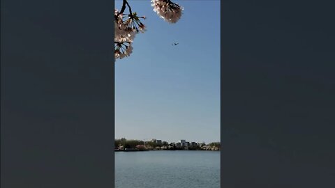 Plane Spotting Flying out of DCA Over Tidal Basin #shorts