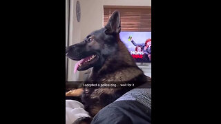 An Adopted Police Dog....Wait For It