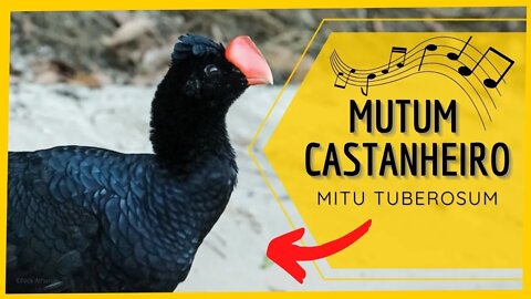 Canto do MUTUM CASTANHEIRO - Mitu Tuberosum (Razor Billed Curassow) | Galliformes
