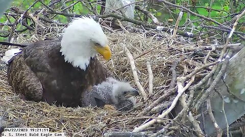 USS Bald Eagle Cam 1 4-22-23 @ 19:20 Hop stands in front of Claire with full crop