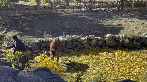 Autumn's embrace in Nagar Valley