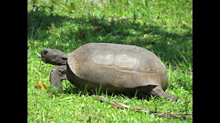 Wildlife Bros Episode 3 Gopher Tortoise