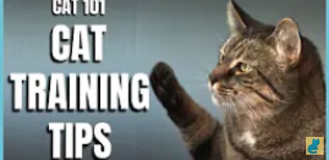 Cats 101: Effective Training Tips for Cats