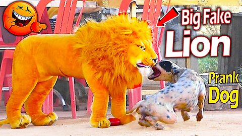 Fake Loin Troll Dog | Dogs Prank Funny Video