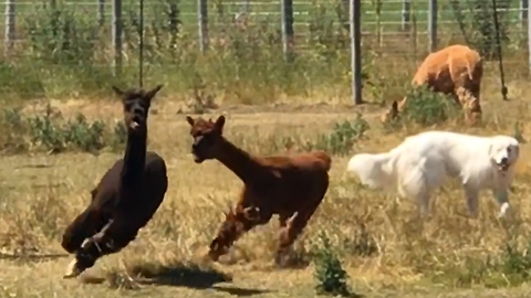 Terrified alpaca runs screaming for safety near herd dogs