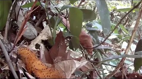 This baby bird instinctively mimics a poisonous caterpillar