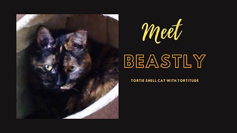 Meet Beastly: The Tortoiseshell Cat with a Fierce Attitude