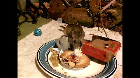 Rattius O'Mattius Pack Rat - Cherry Pie - Ignores Until Invited - Bushy-Tailed Woodrat