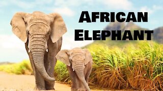 How to make Origami African Elephant