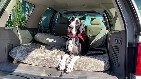 Great Dane Really Loves Car Rides That Leave The Vet's Office