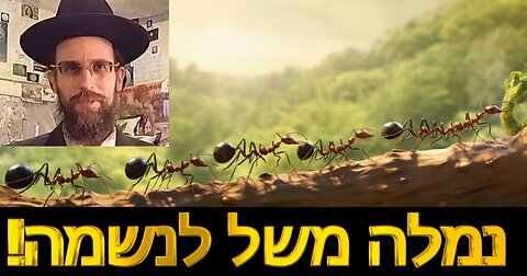 !נמלה משל לנשמה