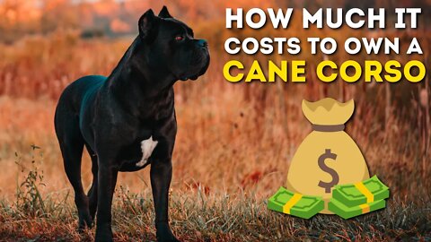 How Much It Costs To Own a Cane Corso