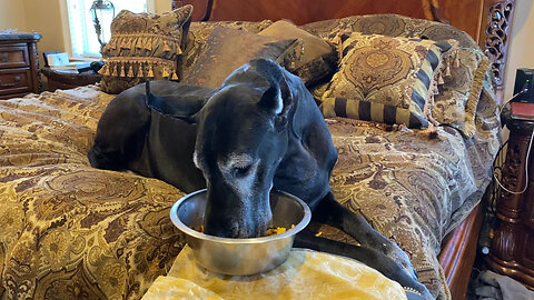 Slightly Spoiled Great Dane Enjoys Breakfast In Bed