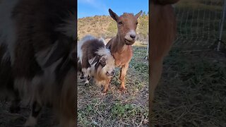 #goats #homesteading #farmanimals