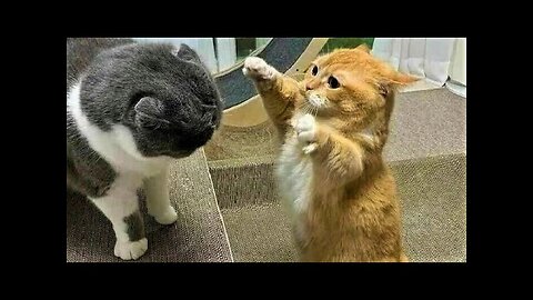 Funny animals - Funny cats / dogs - Funny animal videos