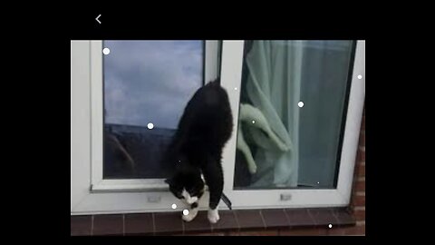 A cat opens a window on it’s own with ease