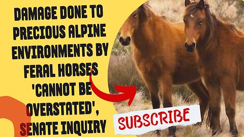 Damage done to precious alpine environments by feral horses 'cannot be overstated', Senate inquiry