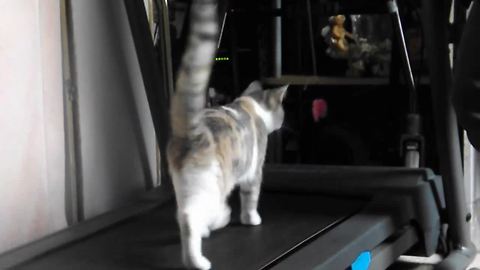 Toy on string gets cat to use treadmill