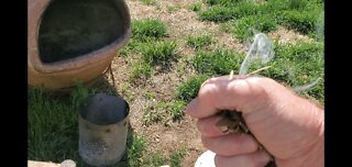 Solar ignition of leaves