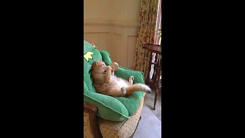 Boom,Scared me! #exlittlebeans #funny_cats #cat #funny_videos