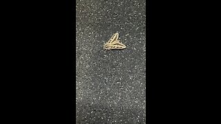 Sphinx Moth