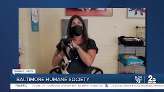 Mae the cat is up for adoption at the Baltimore Humane Society