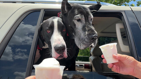 Happy Great Danes enjoy birthday soft-serve vanilla ice cream