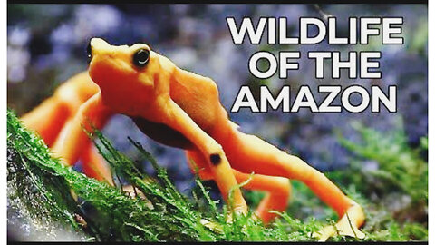 WILD OF THE AMAZON | World Of The Wild | Nature Documentary