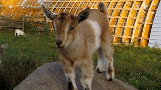 Adorable Baby Goats Find Jumping To Be Their Favorite Pastime
