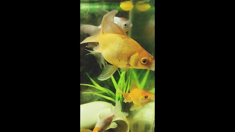 Goldfish Aquarium 😍