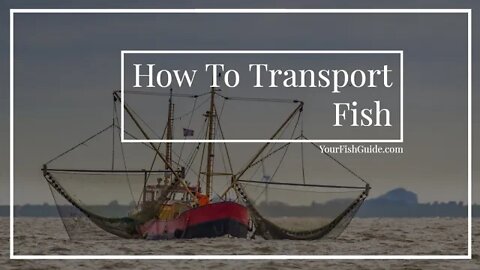 How To Transport Fish | How To Travel With Your Fish SAFELY | Reducing STRESS