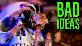 Top 5 BAD Ideas Tarantula Keepers Have!