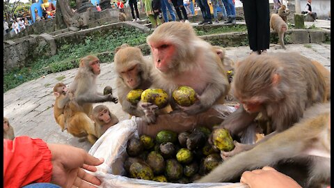 monkey eating mangos and monkeys were very happy | feeding mango to the monkeys | monkey love mangos