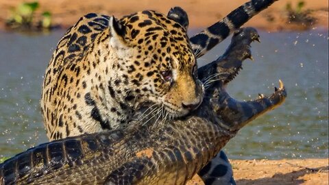 Cheetah VS Crocodile Fight