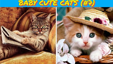 Baby Cats 😺 Cute Cat and Funny 😸 Cat Videos (#7) | Cue Cati