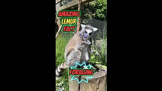 Amazing Lemur Fact | Foraging