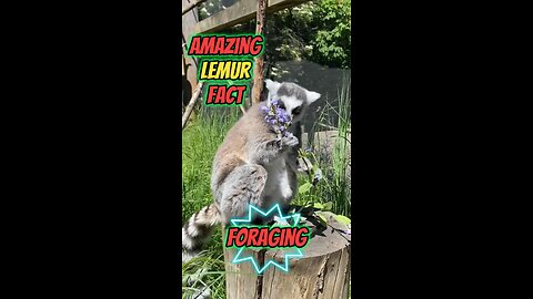 Amazing Lemur Fact | Foraging