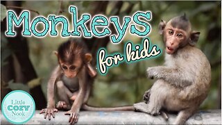MONKEYS for Kids | Fun Monkey Facts for Children!